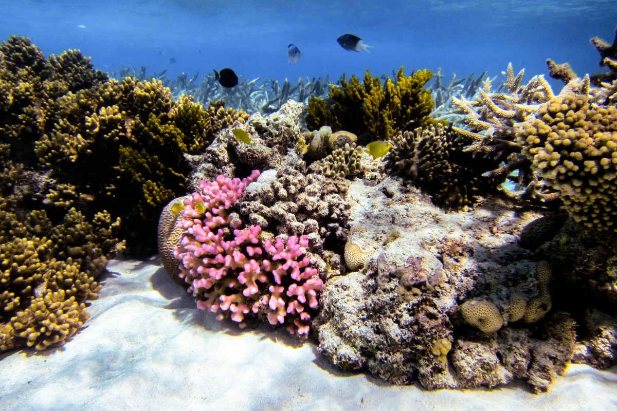 Preserve the Reefs